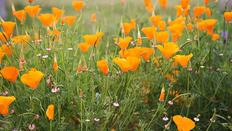 california poppies edit